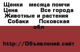 Щенки 4 месяца-помчи › Цена ­ 5 000 - Все города Животные и растения » Собаки   . Псковская обл.